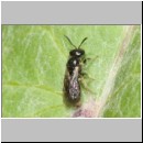 Lasioglossum minutissimum - Furchenbiene w01b 5mm - OS-Hasbergen-Lehmhuegel det.jpg